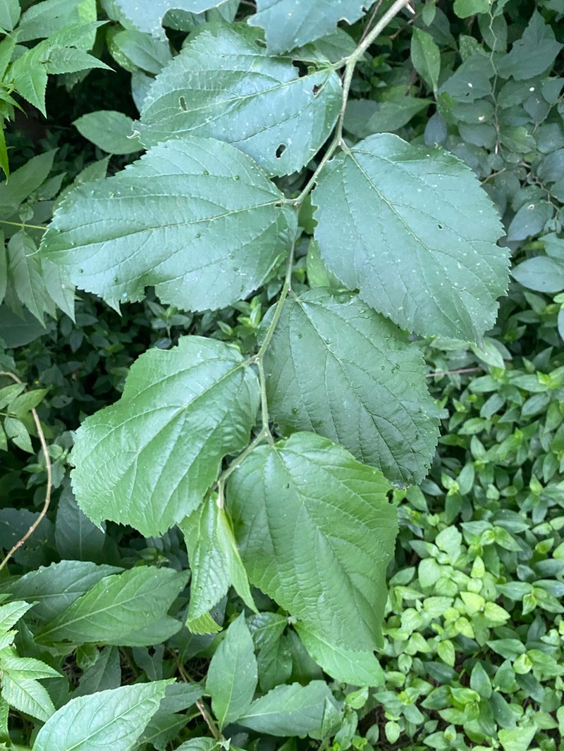 Celtis clausseniana photo 6