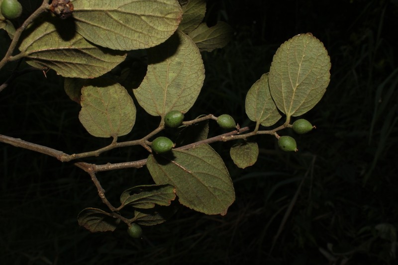 Celtis clausseniana photo 7
