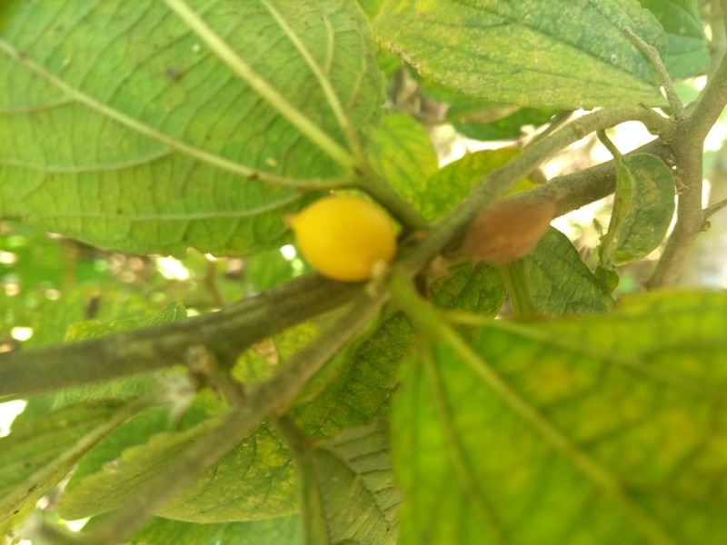 Celtis clausseniana photo 8