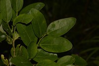 Celtis conferta
