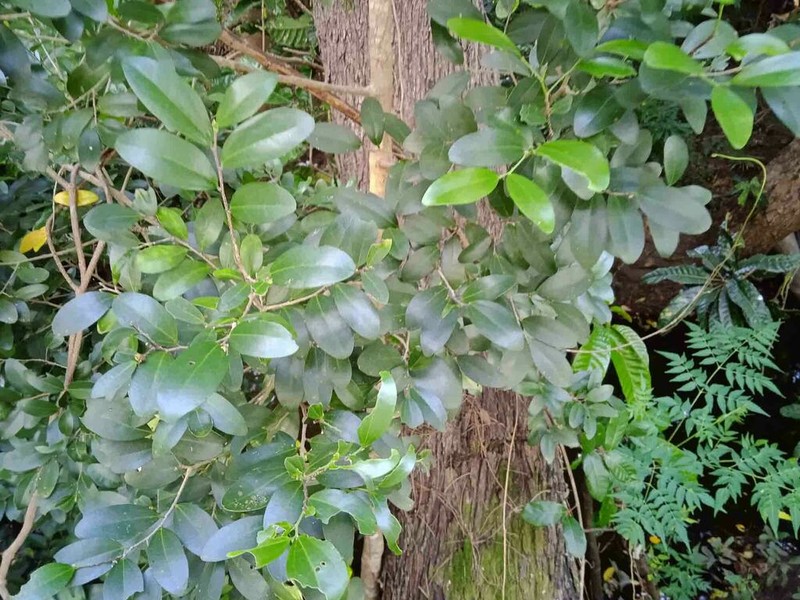 Celtis conferta photo 2