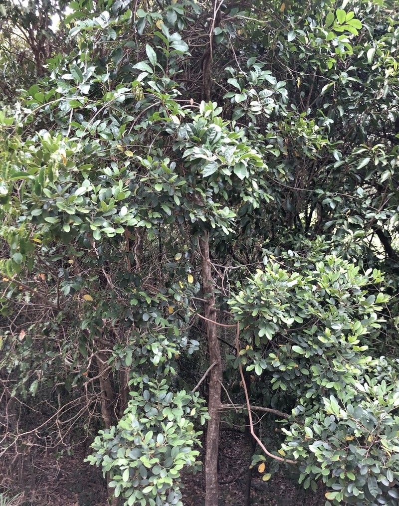Celtis conferta photo 3