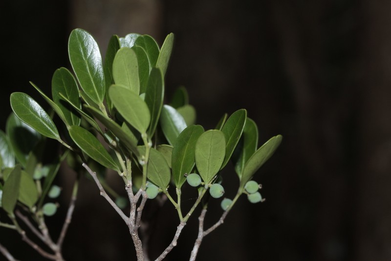 Celtis conferta photo 7