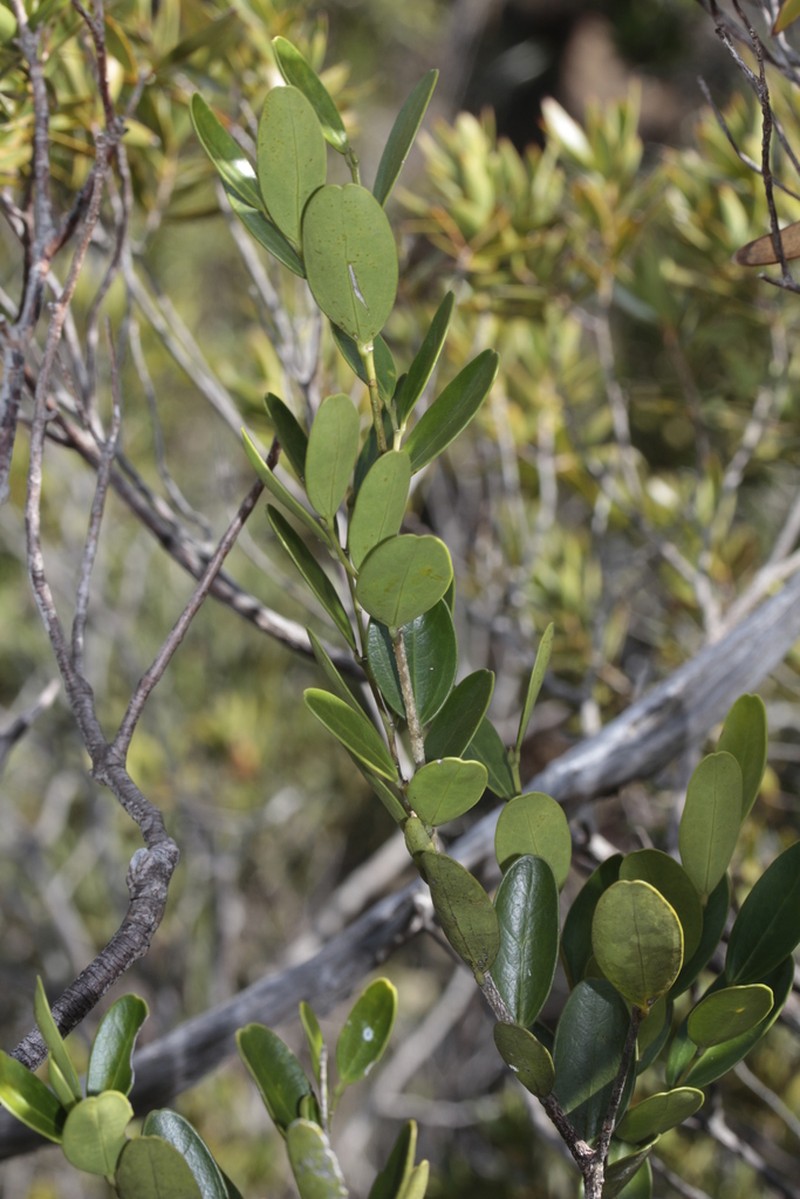 Celtis conferta photo 8