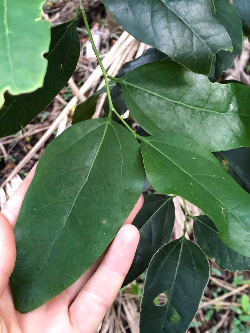Celtis conferta subsp. amblyphylla