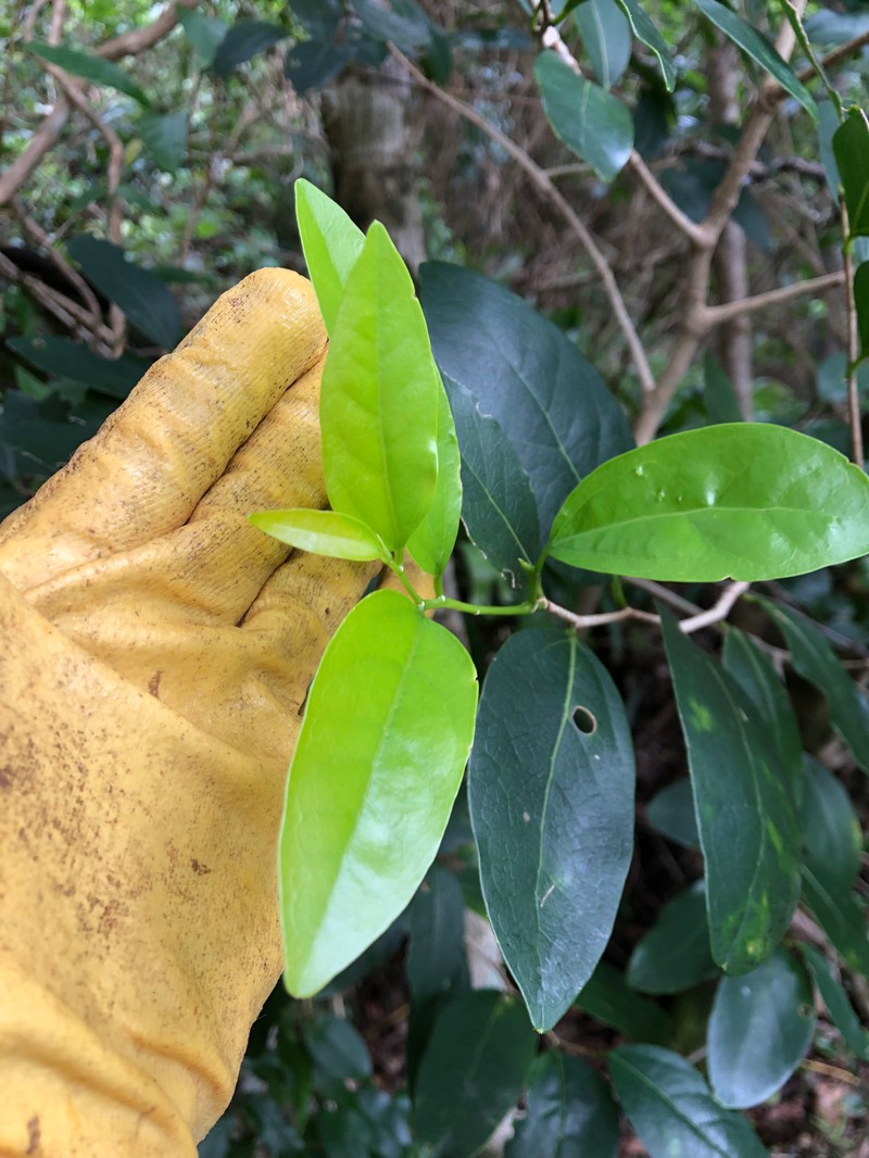 Celtis conferta subsp. amblyphylla photo 2