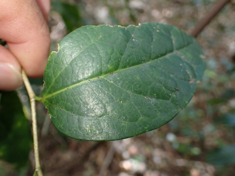 Celtis conferta subsp. amblyphylla photo 3