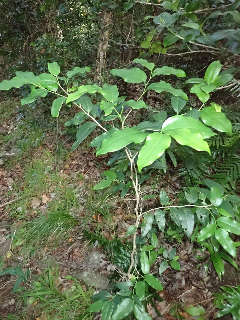 Celtis conferta subsp. amblyphylla photo 4