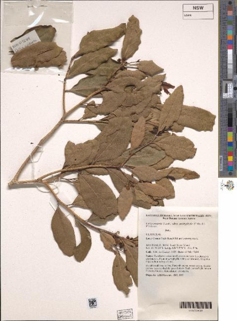 Celtis conferta subsp. amblyphylla photo 5