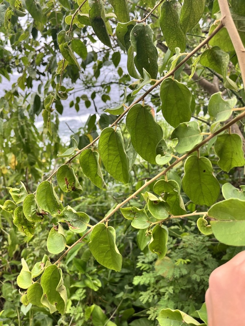 Celtis diffusa
