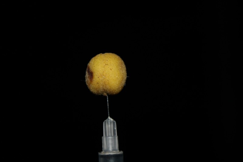 Celtis diffusa photo 2