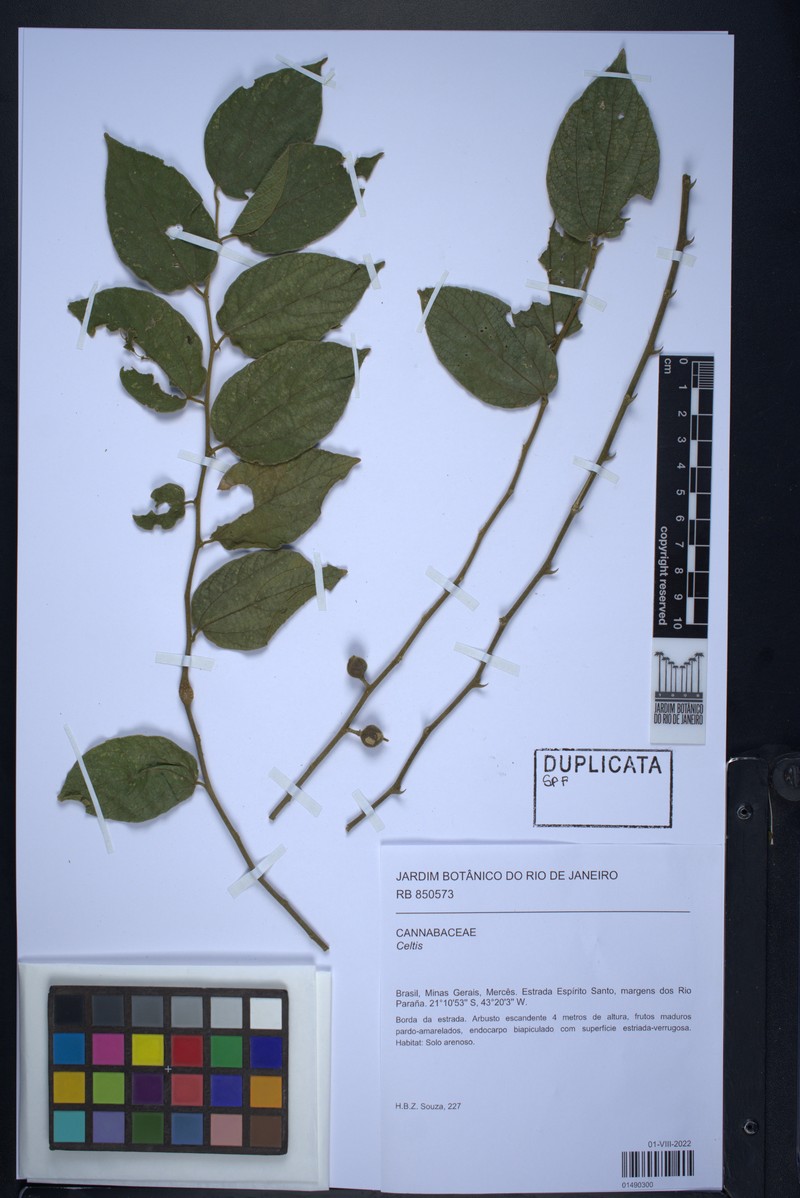 Celtis diffusa photo 5