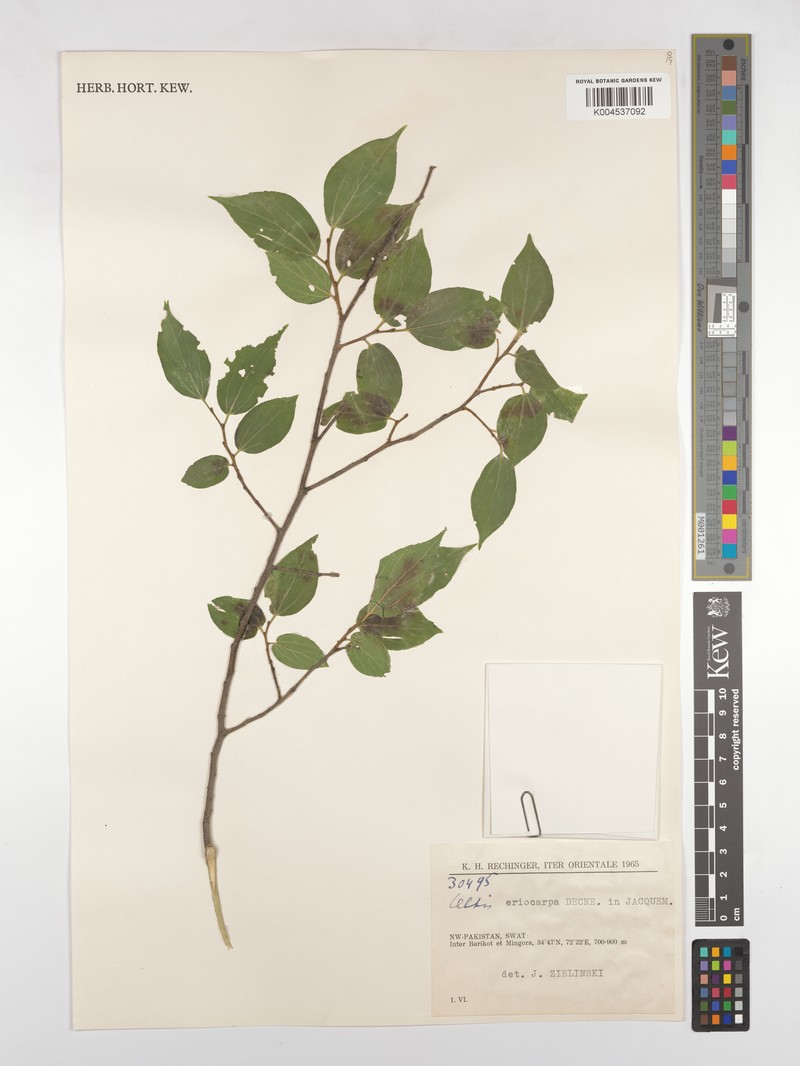 Celtis eriocarpa