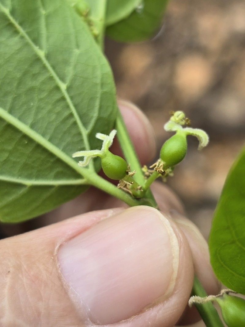 Celtis flumeniana