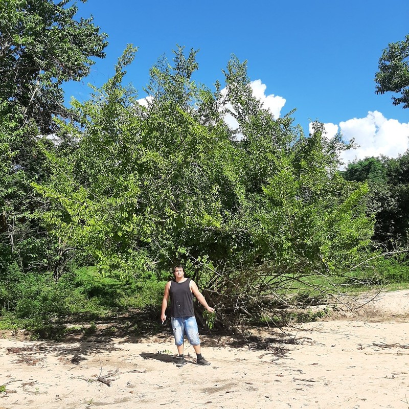 Celtis flumeniana photo 2