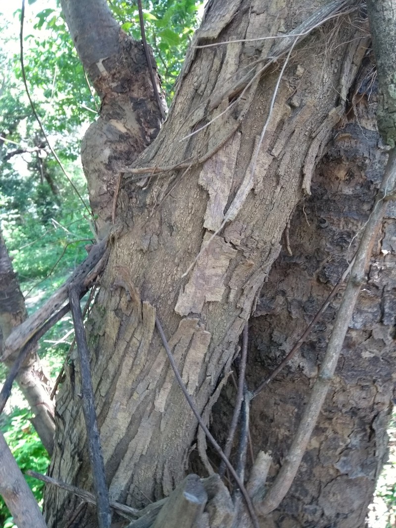 Celtis flumeniana photo 3