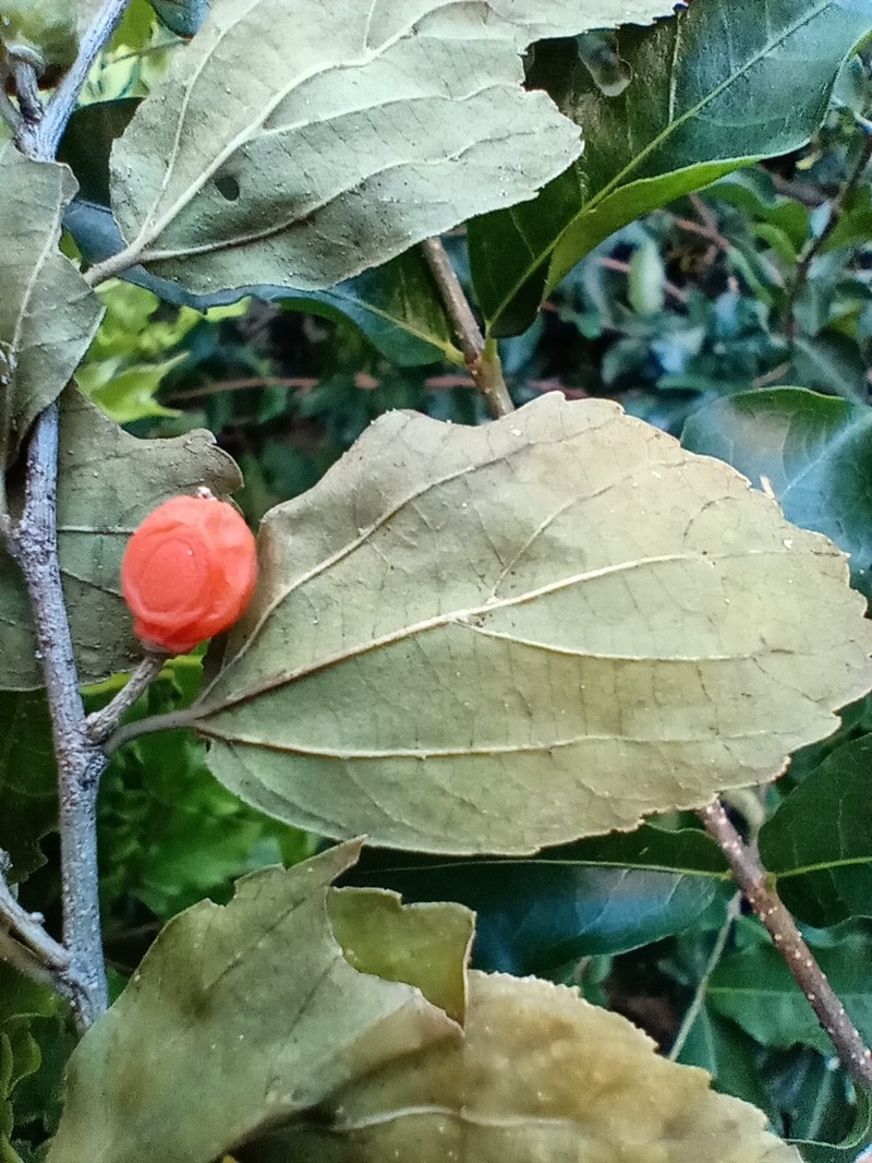 Celtis flumeniana photo 6