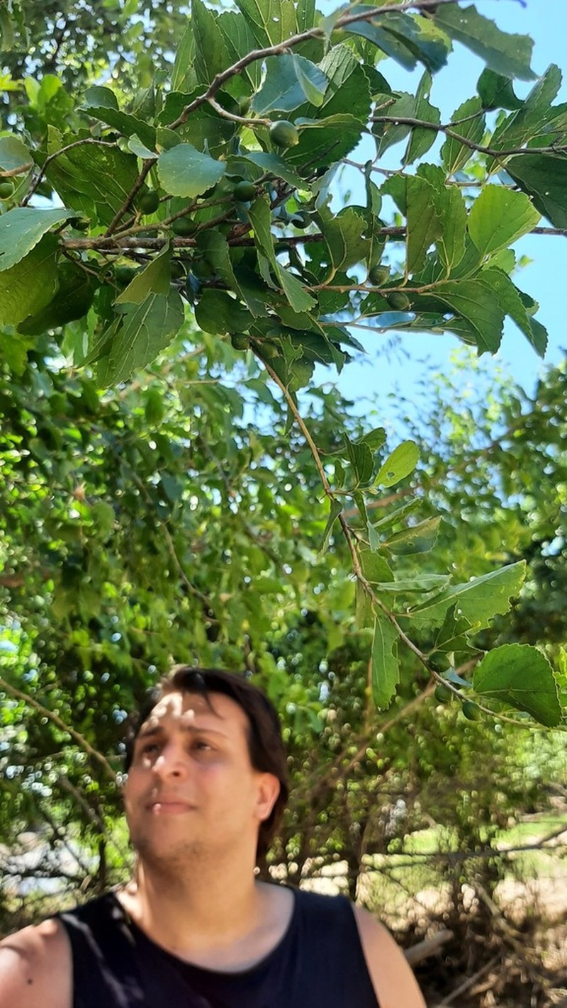 Celtis flumeniana photo 7