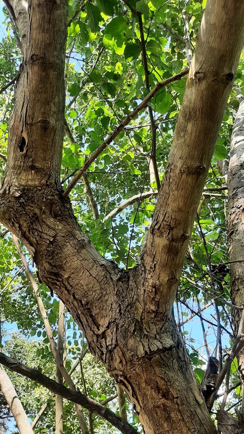 Celtis flumeniana photo 8