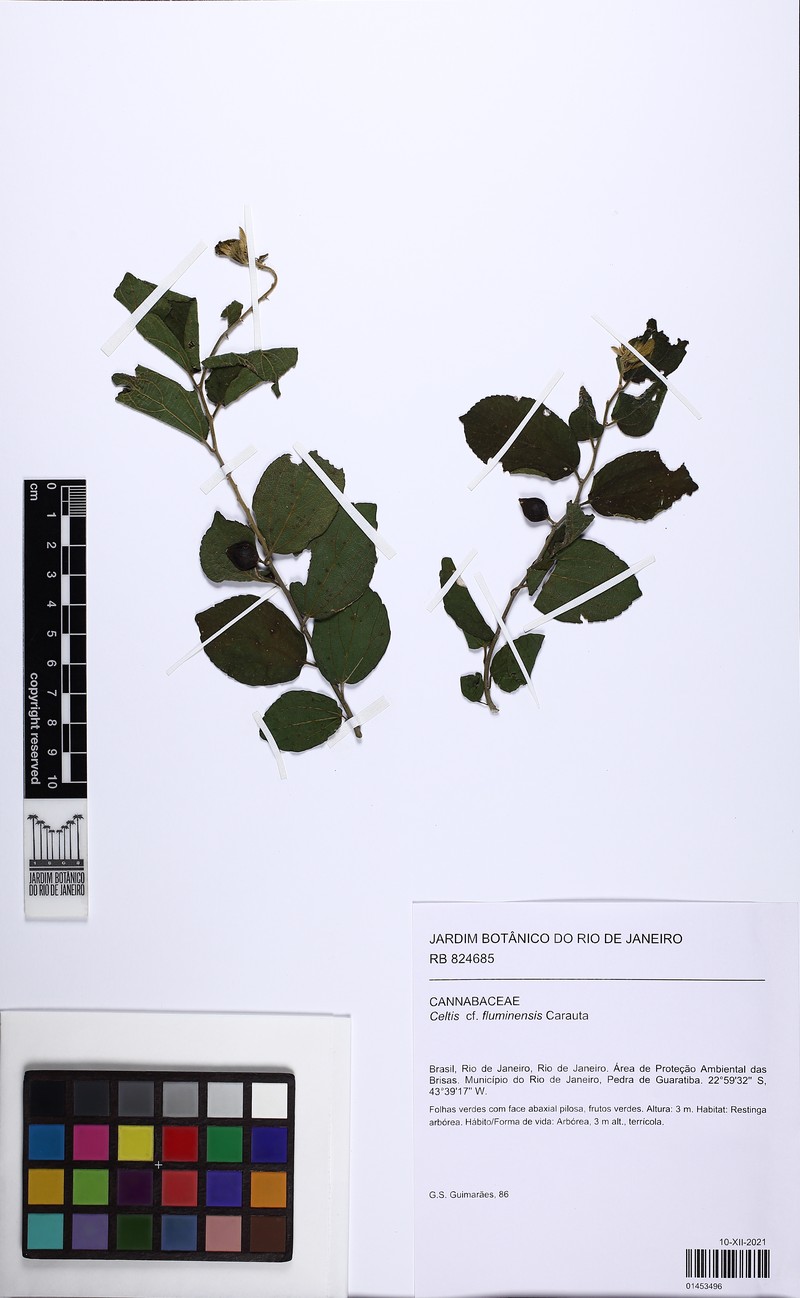 Celtis fluminensis