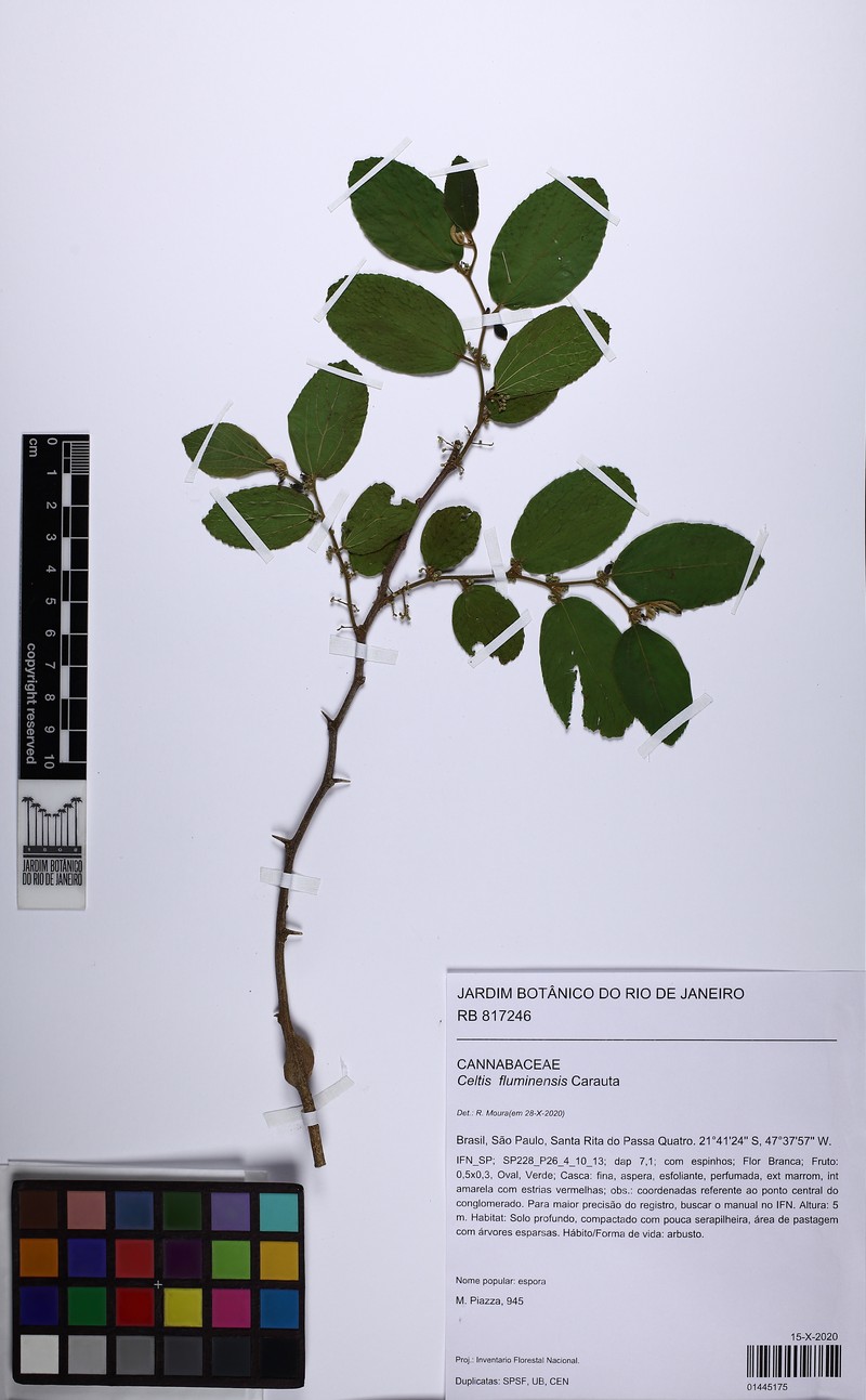 Celtis fluminensis photo 2