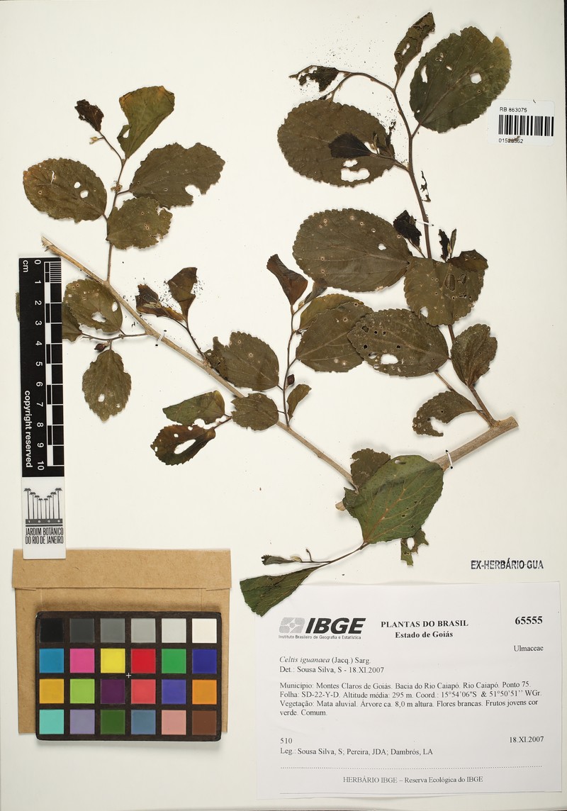 Celtis fluminensis photo 3