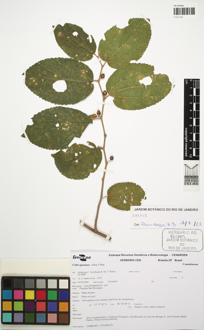 Celtis fluminensis photo 4