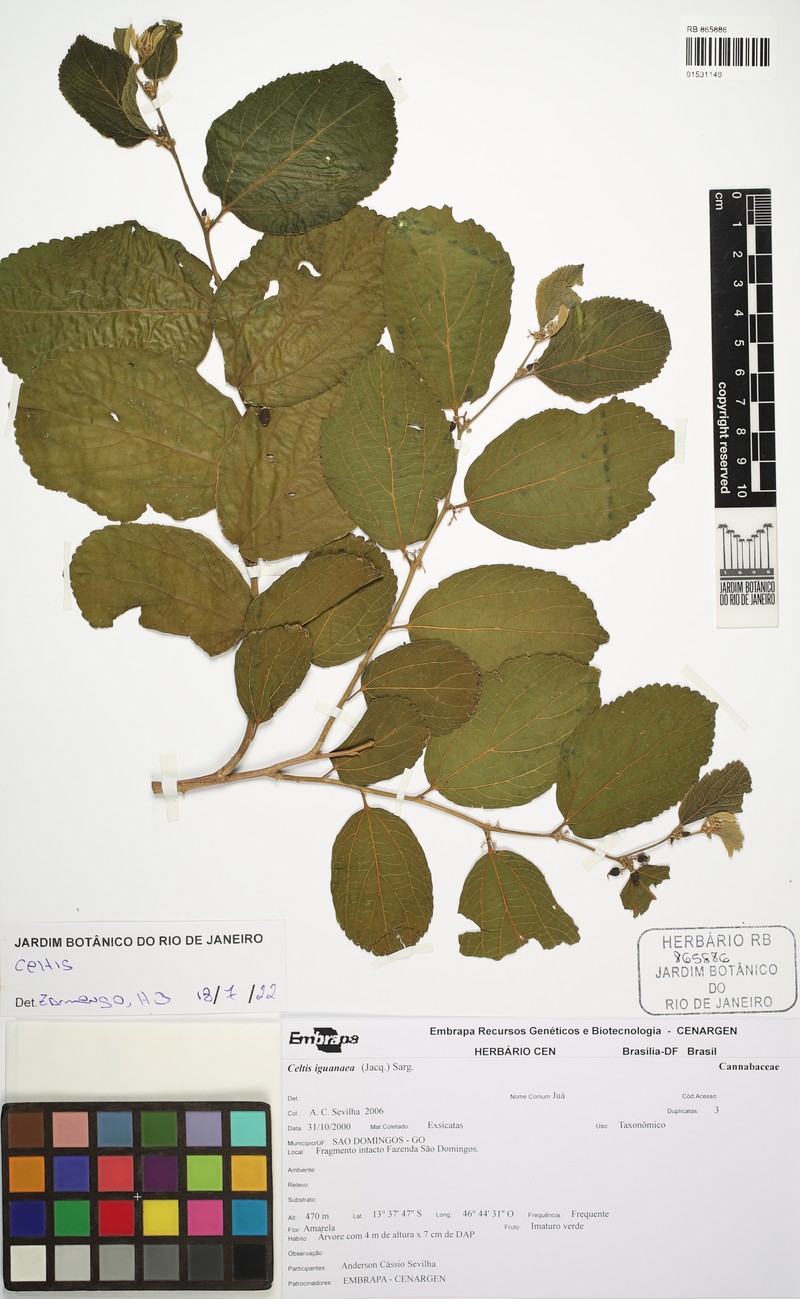 Celtis fluminensis photo 5