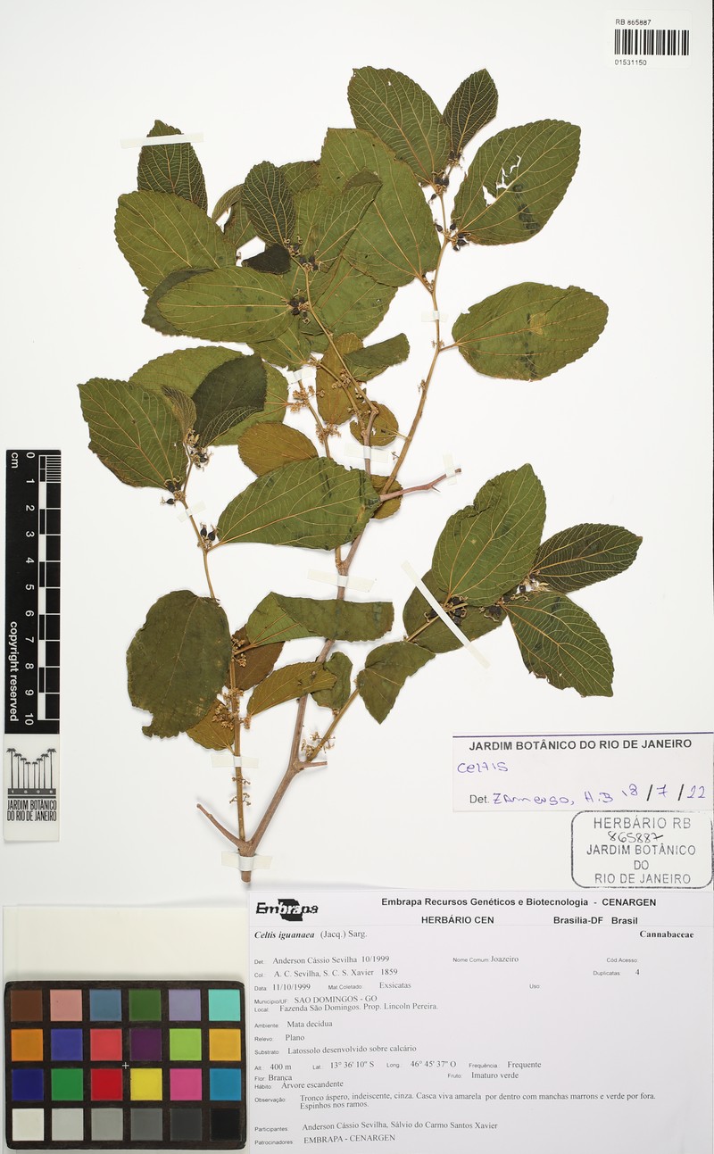 Celtis fluminensis photo 6