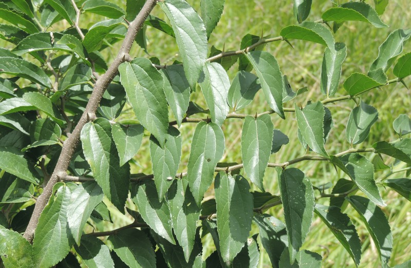 Celtis gardneri