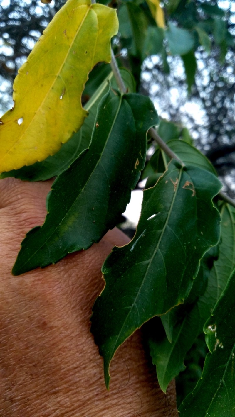 Celtis gardneri photo 2