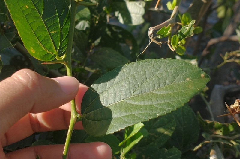 Celtis gardneri photo 3