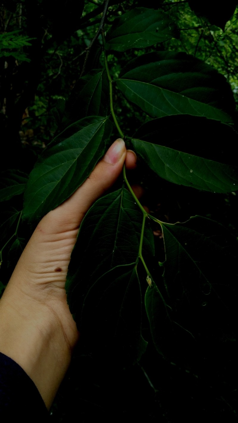 Celtis gardneri photo 4