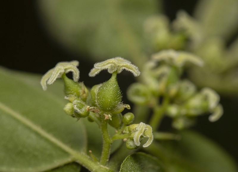 Celtis gardneri photo 5
