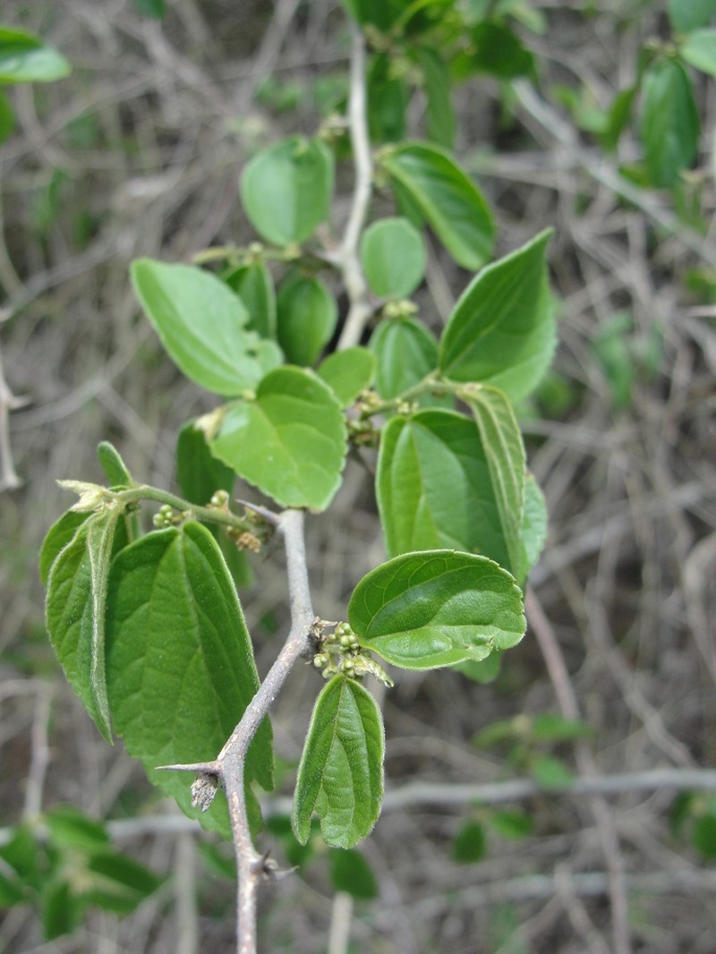 Celtis gardneri photo 6