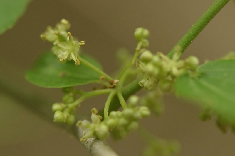 Celtis gardneri photo 7