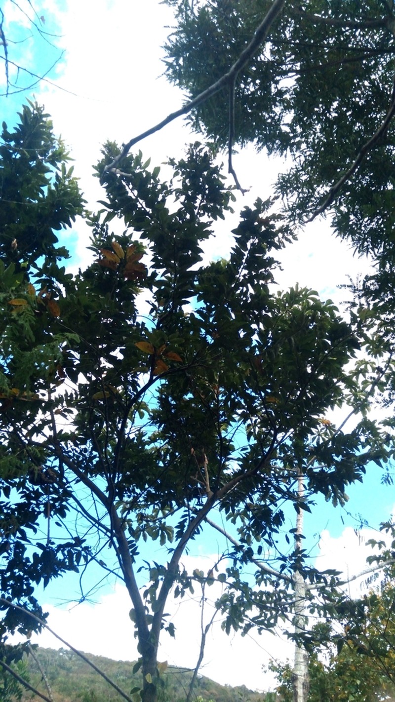 Celtis gardneri photo 8