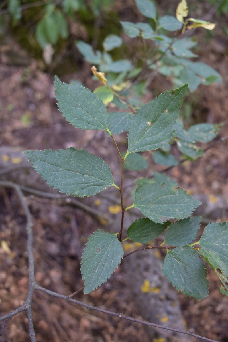 Celtis glabrata