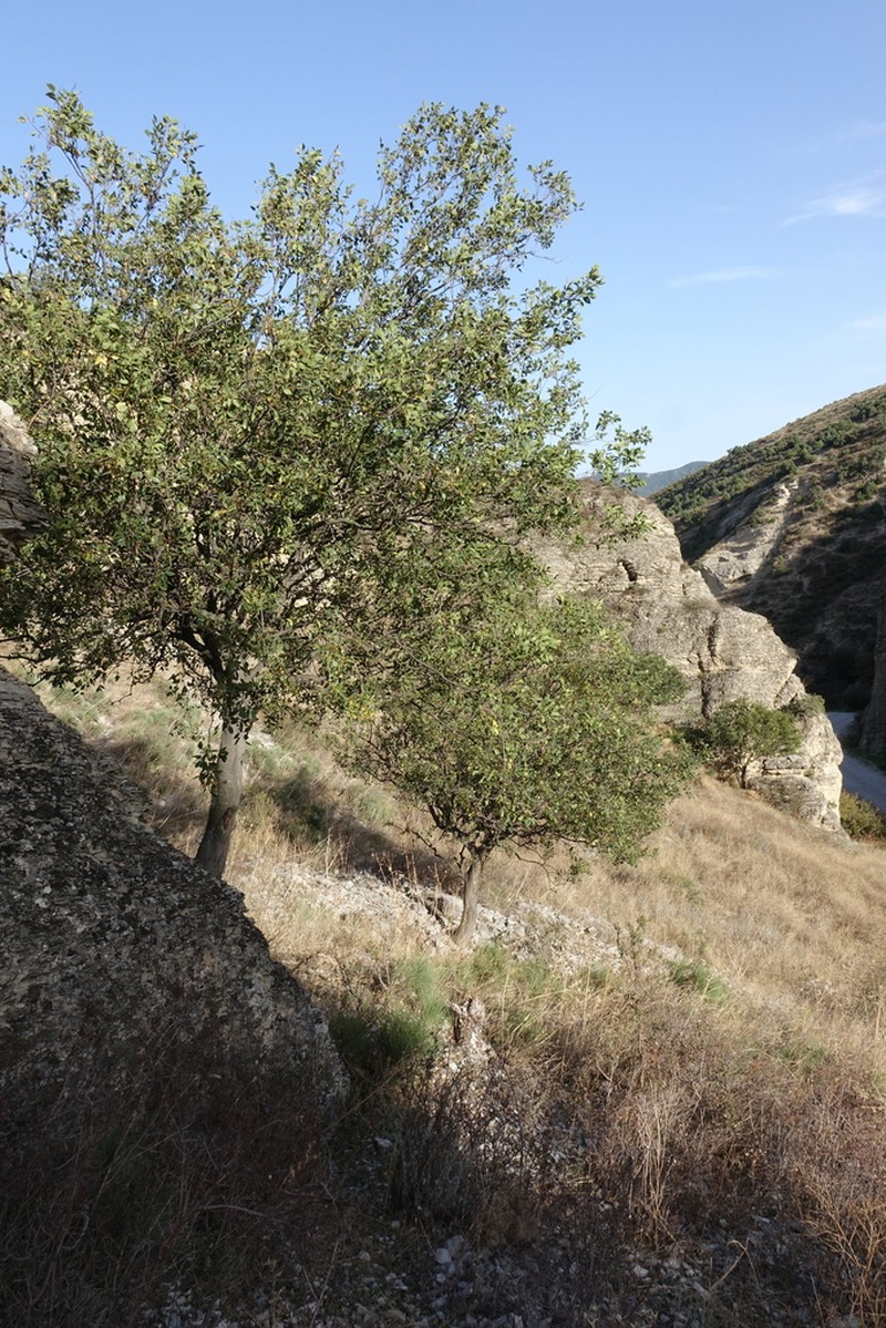 Celtis glabrata photo 2