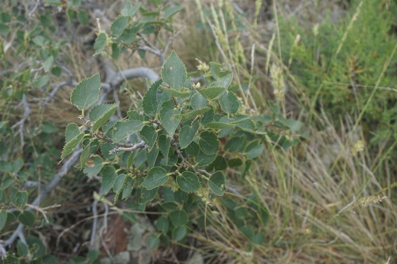 Celtis glabrata photo 3