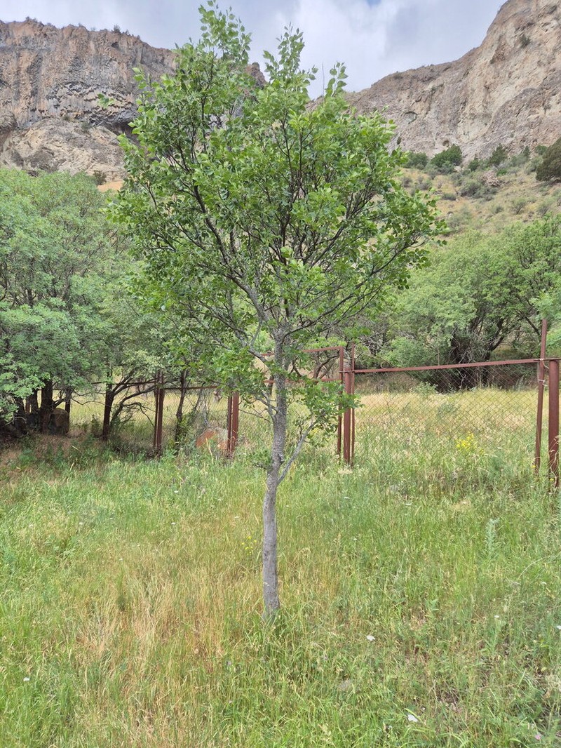 Celtis glabrata photo 4