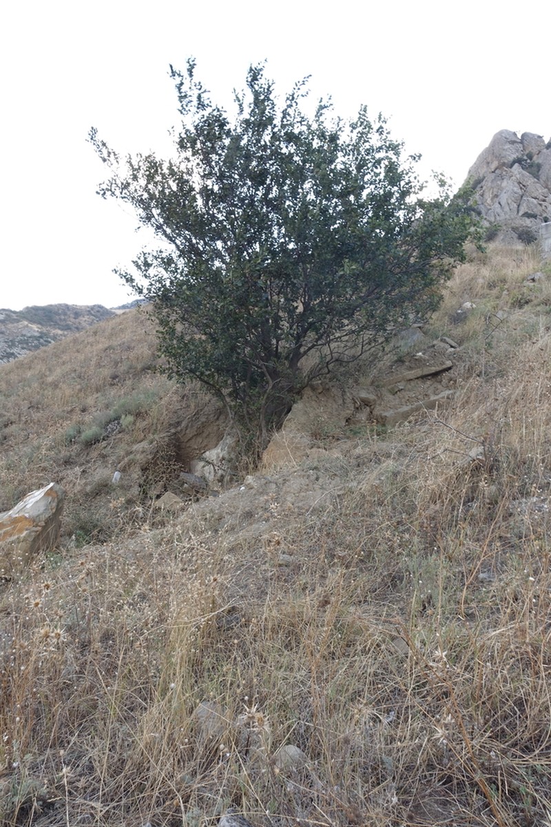 Celtis glabrata photo 5