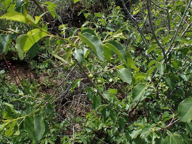 Celtis glabrata photo 6