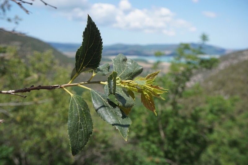 Celtis glabrata photo 7
