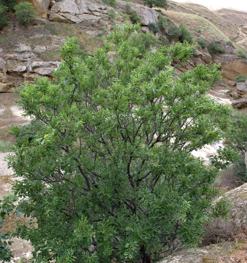 Celtis glabrata photo 8
