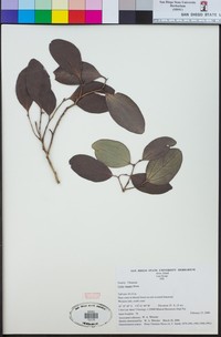 Celtis harperi