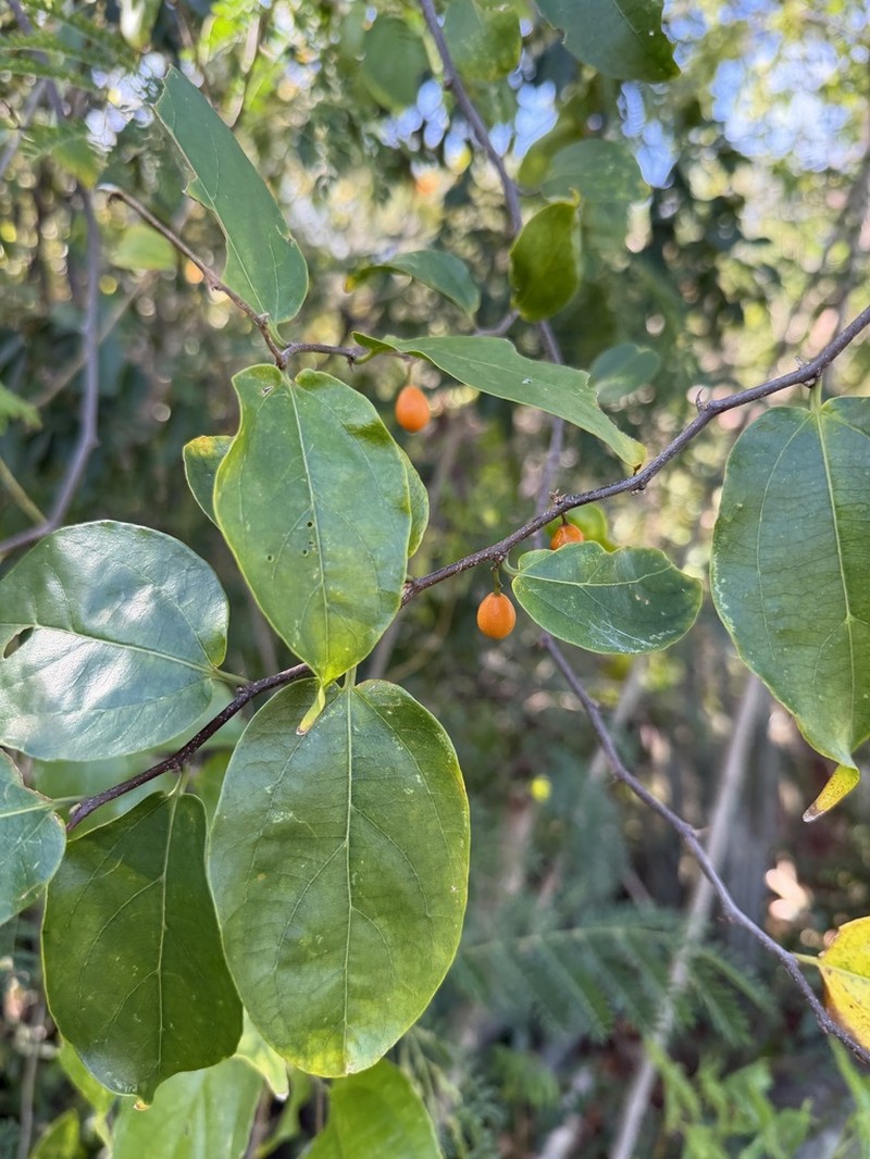 Celtis hilariana