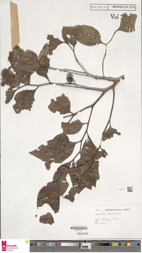 Celtis hildebrandii