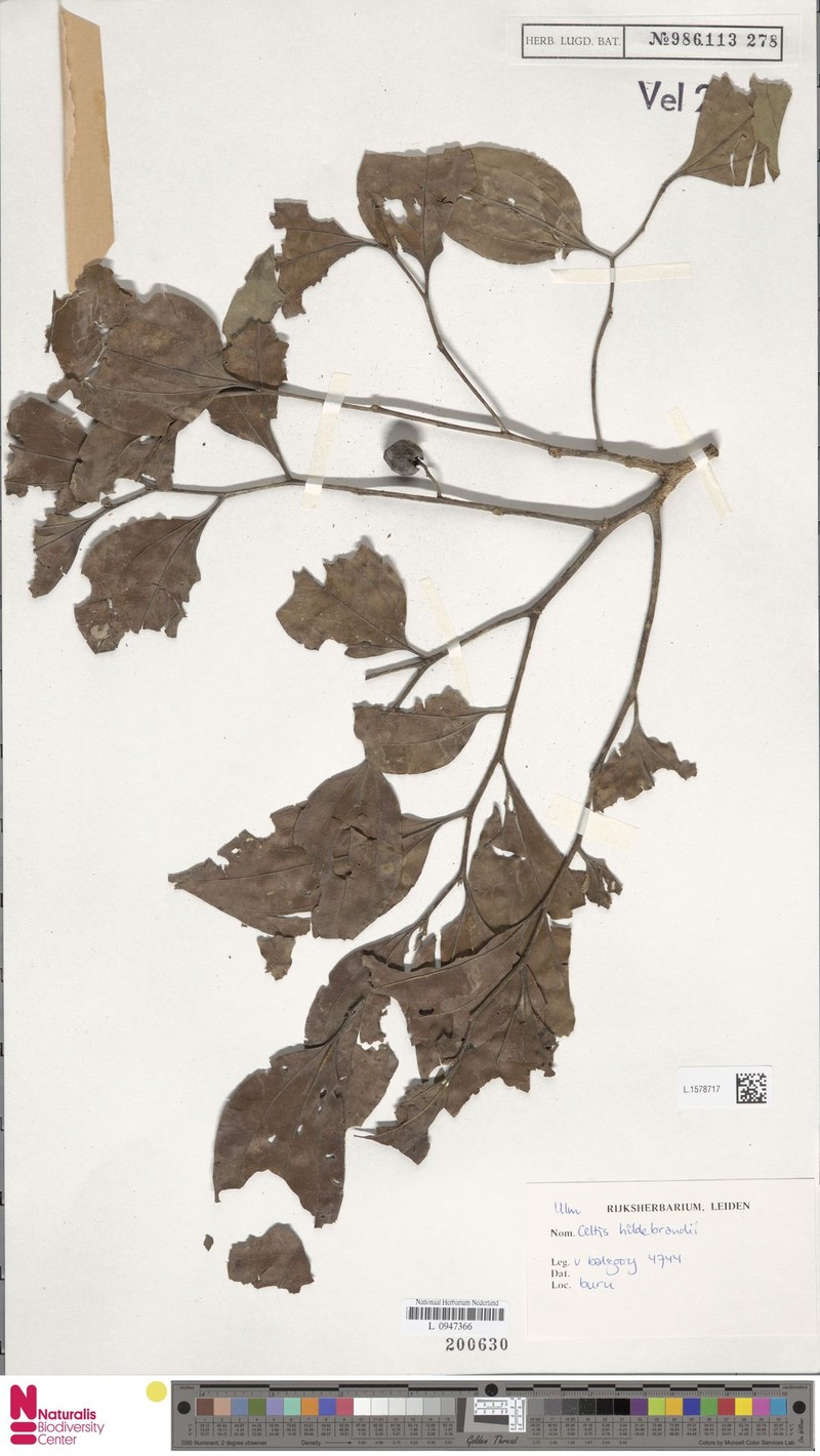 Celtis hildebrandii