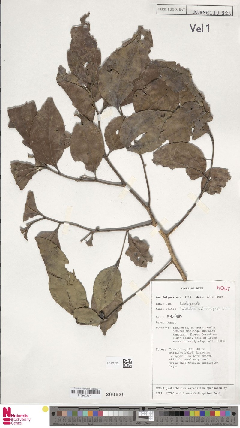 Celtis hildebrandii photo 2